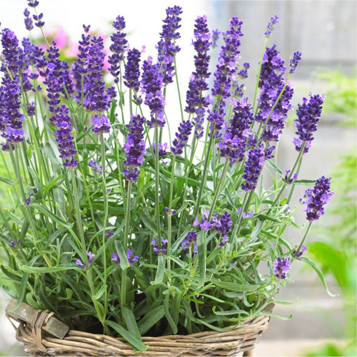 Garden and Landscaping Consultation